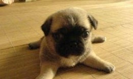 巴哥最新爆料视频,揭秘娱乐圈惊人内幕！